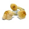 Buy african transkei mushroom Online