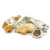 Buy blue meanie magic mushroom Online