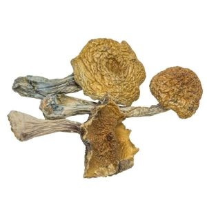Buy Burmese Magic Mushrooms Online