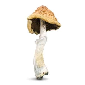 buy malabar magic mushroom online